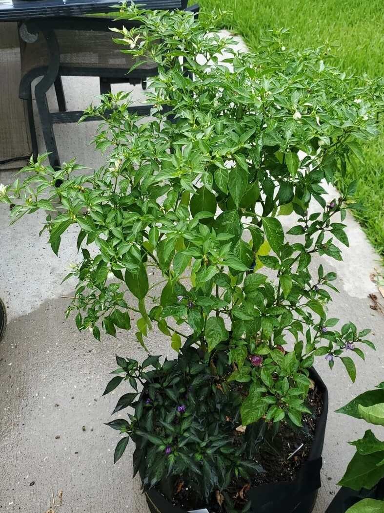 Ready-to-flower-pepper-plant