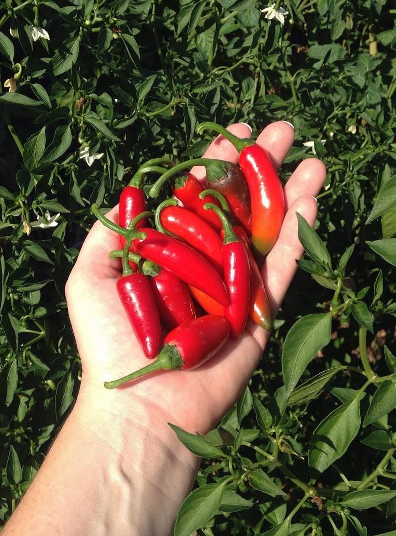 harvesting-peppers