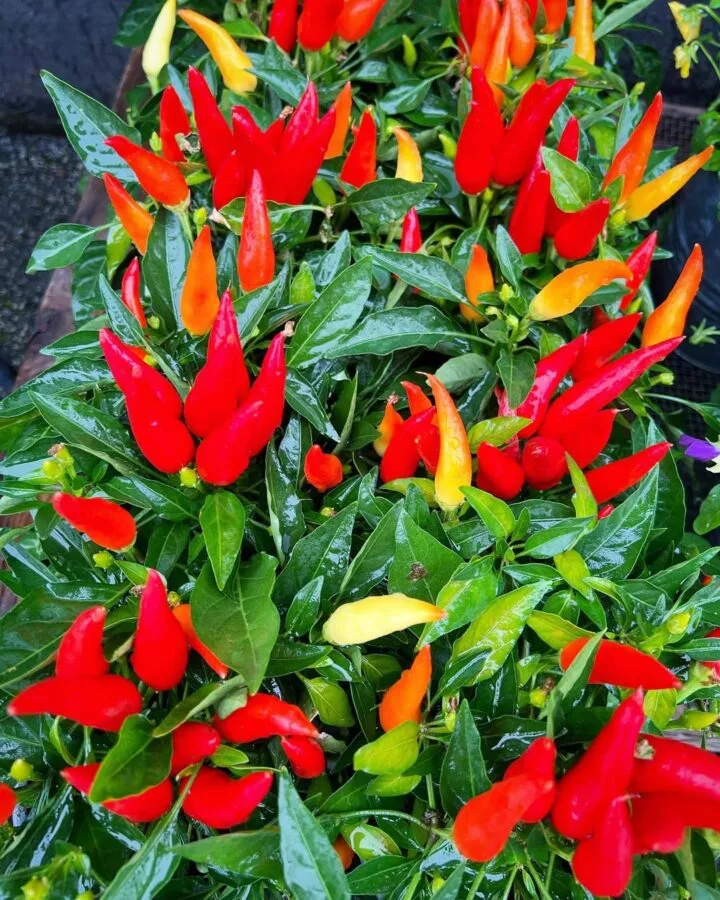 peppers on trees at home