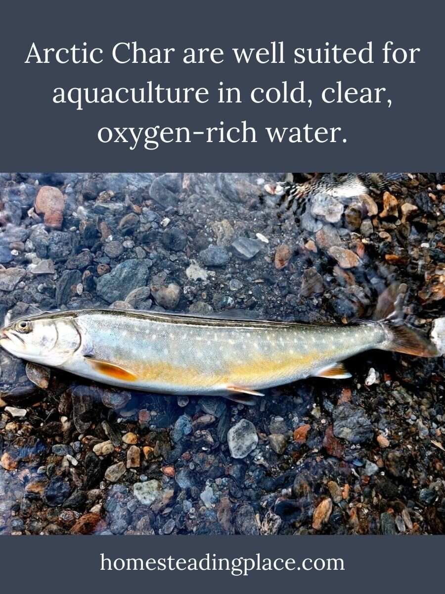 Arctic-Char-fish