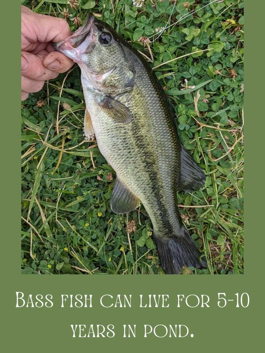 Bass-Fish