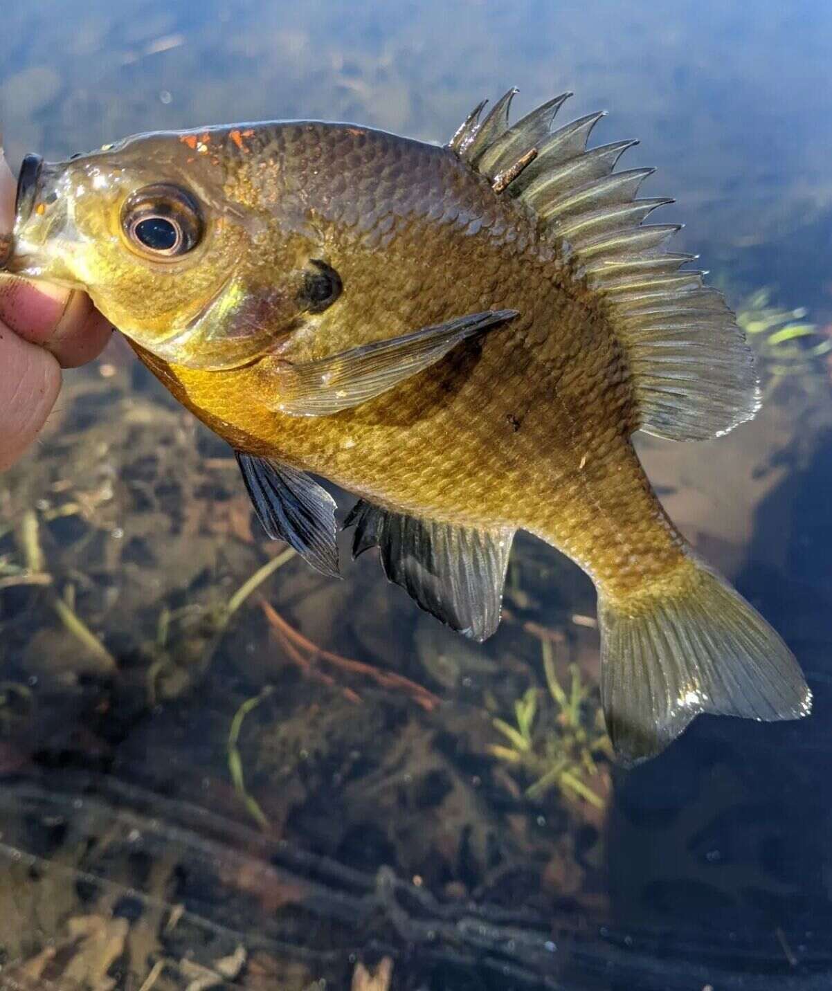 Bluegill-fish