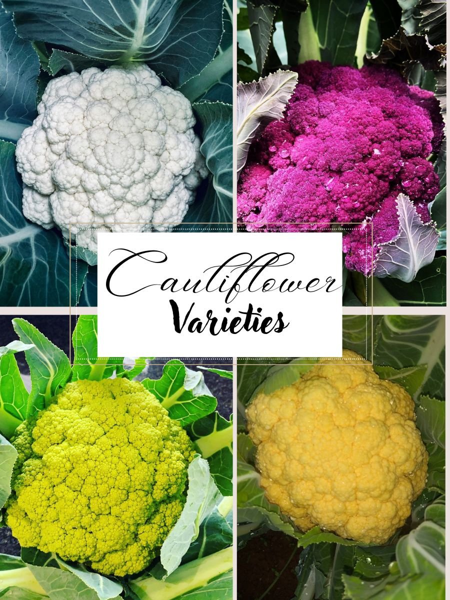 Cauliflower-types