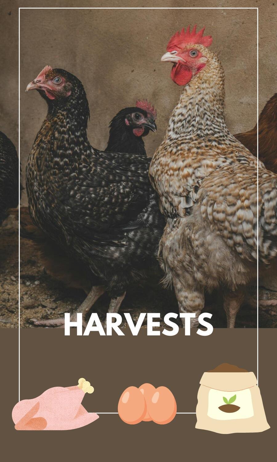 Chicken harvests