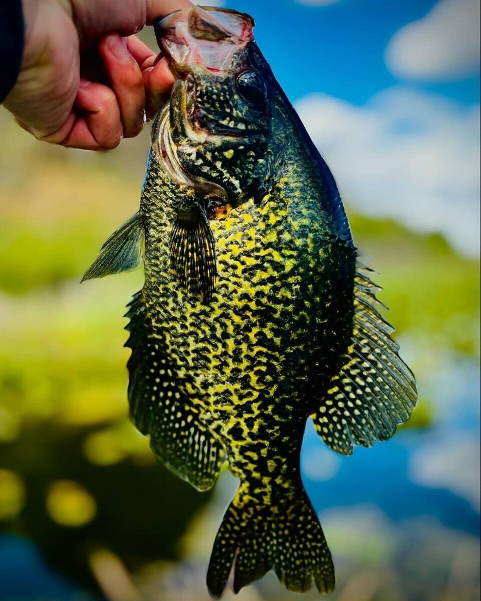 Crappie-fish