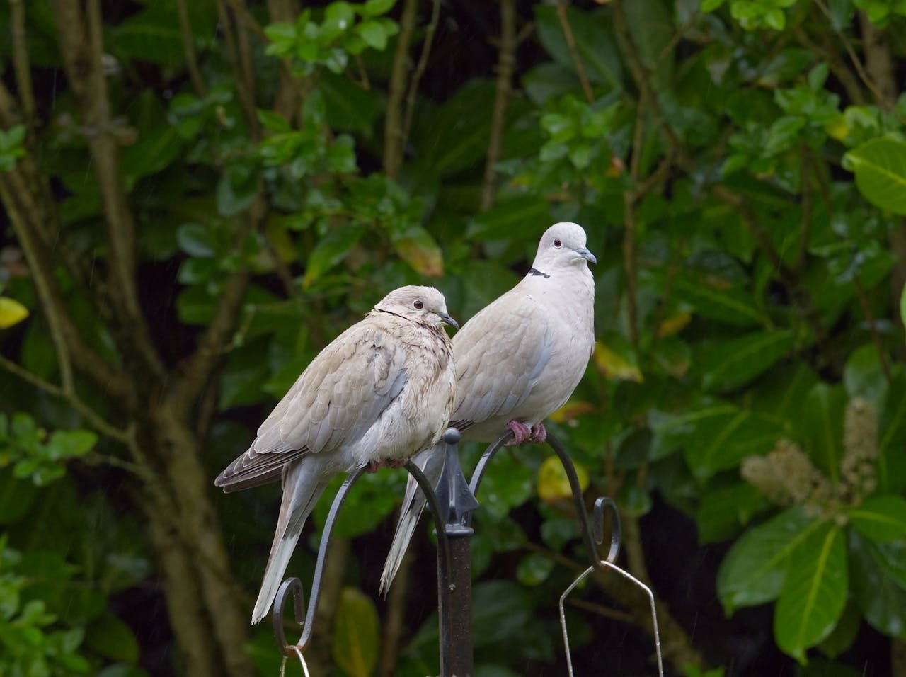 Doves