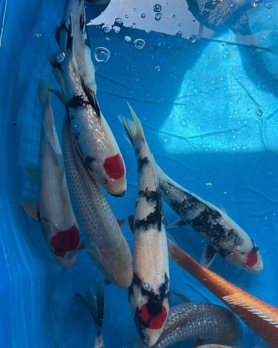 Koi-fish