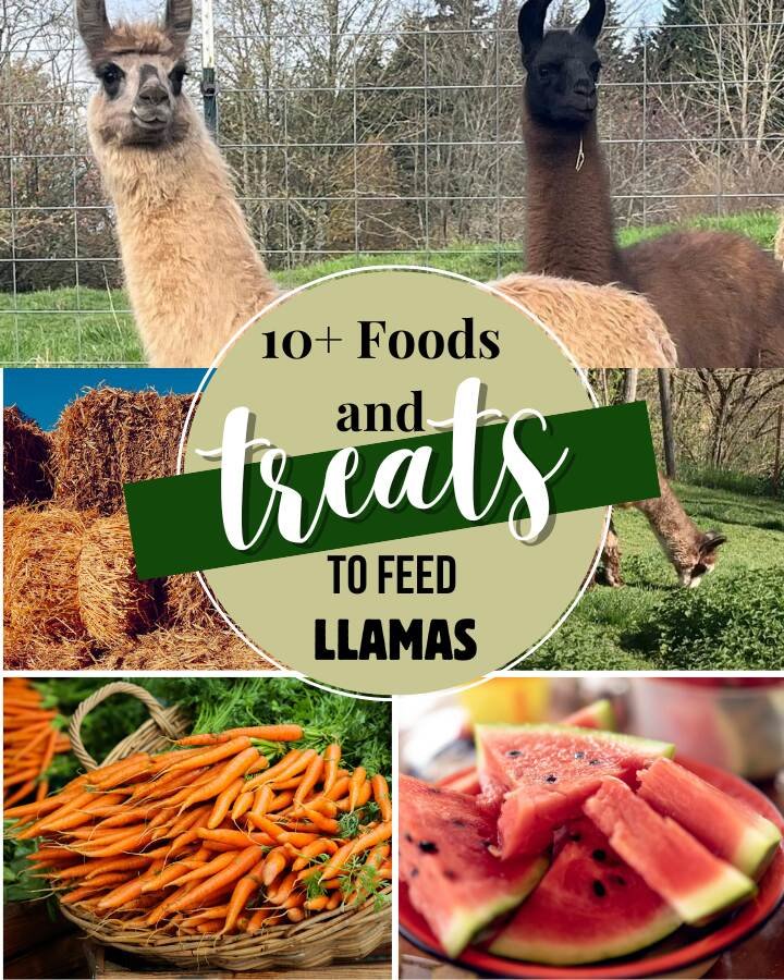 Llamas eating and their foods