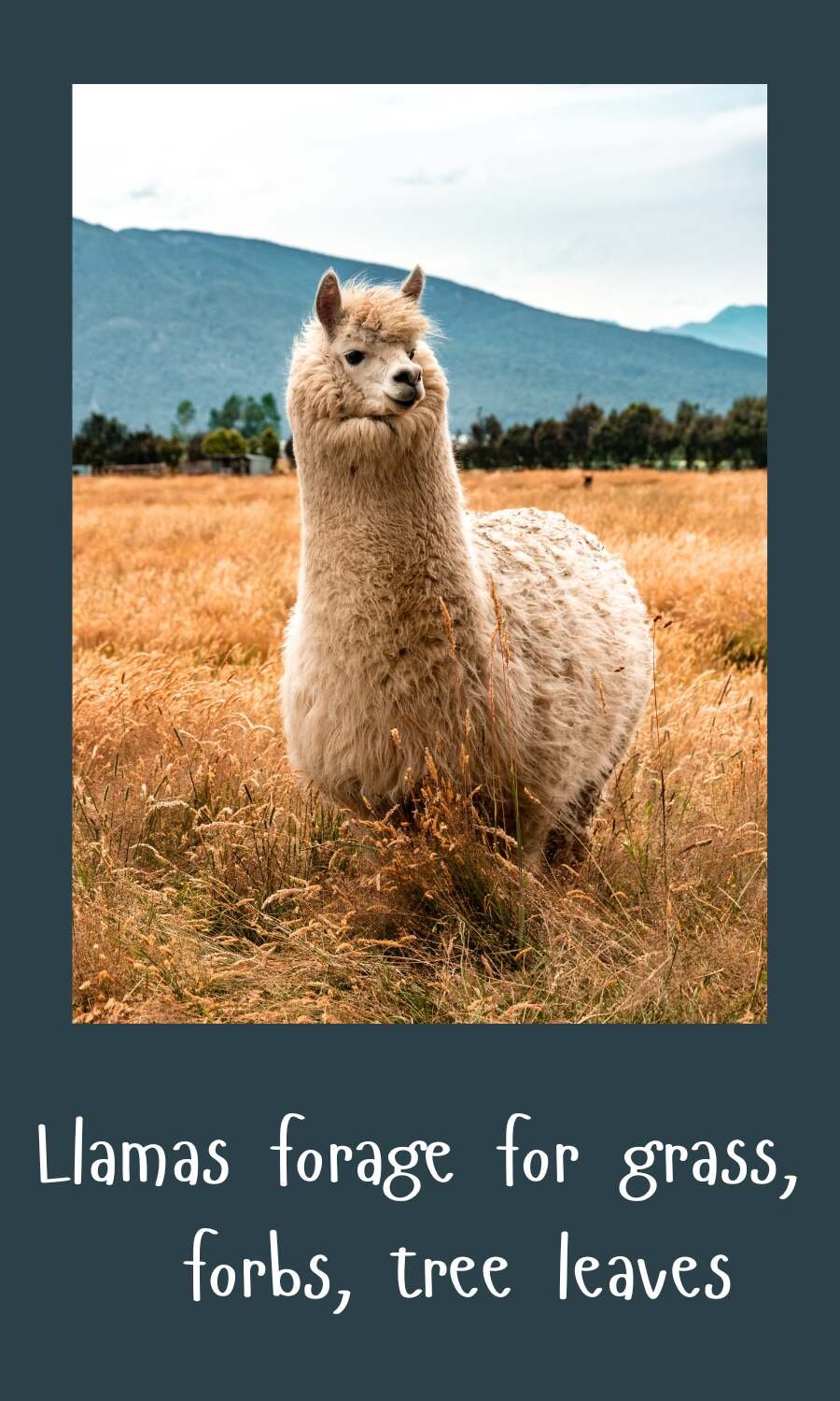 Llama grazing