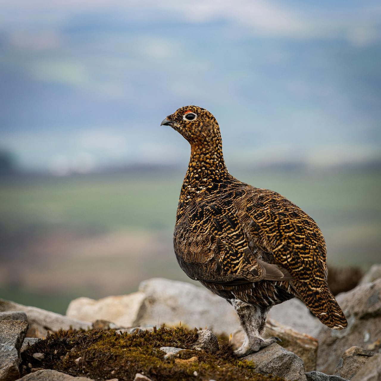 Grouse 