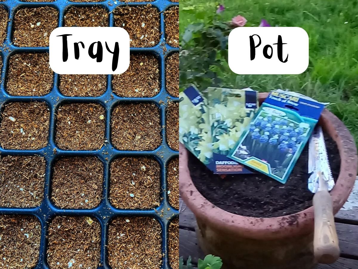 Preparing-seed-tray-and-pot