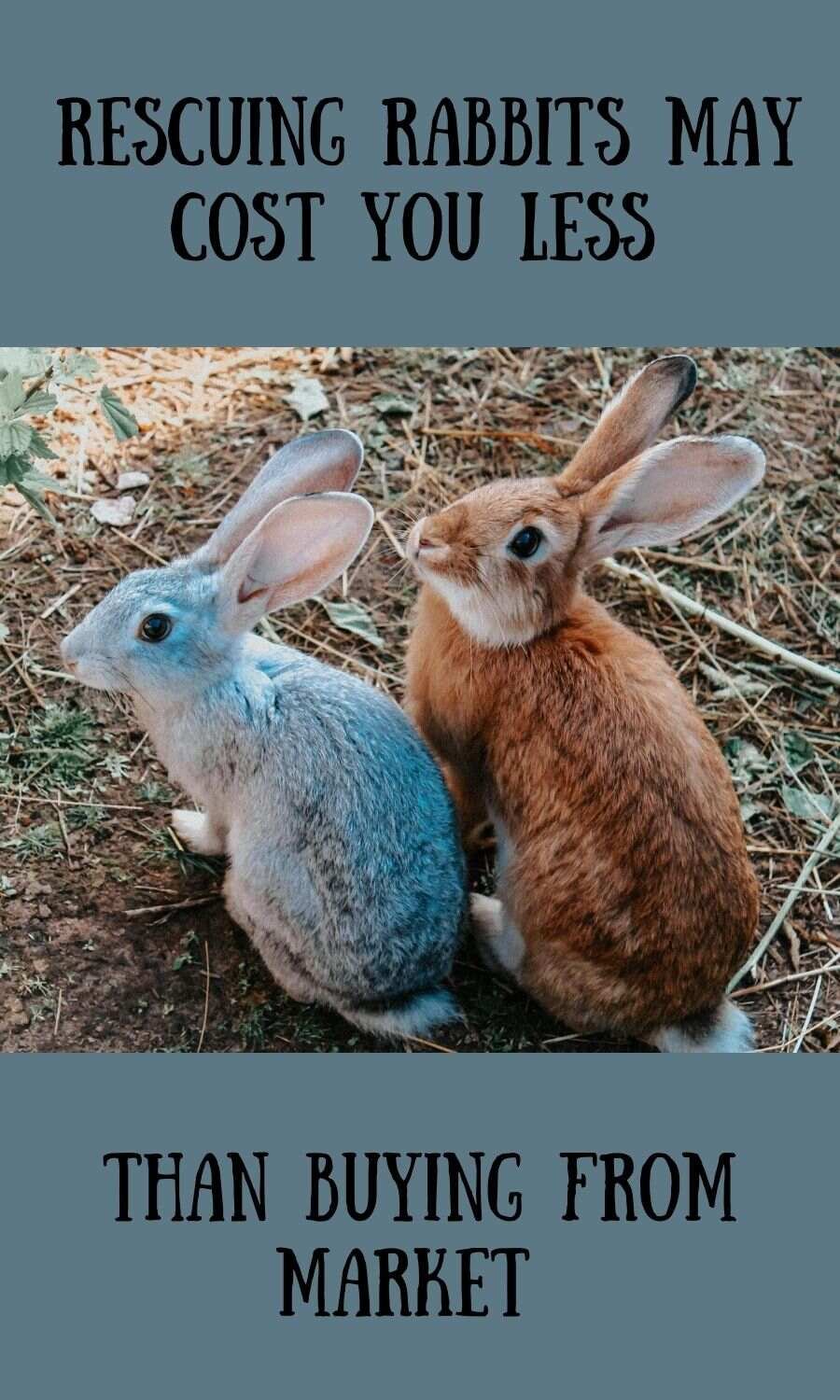 two rabbits looking to camera