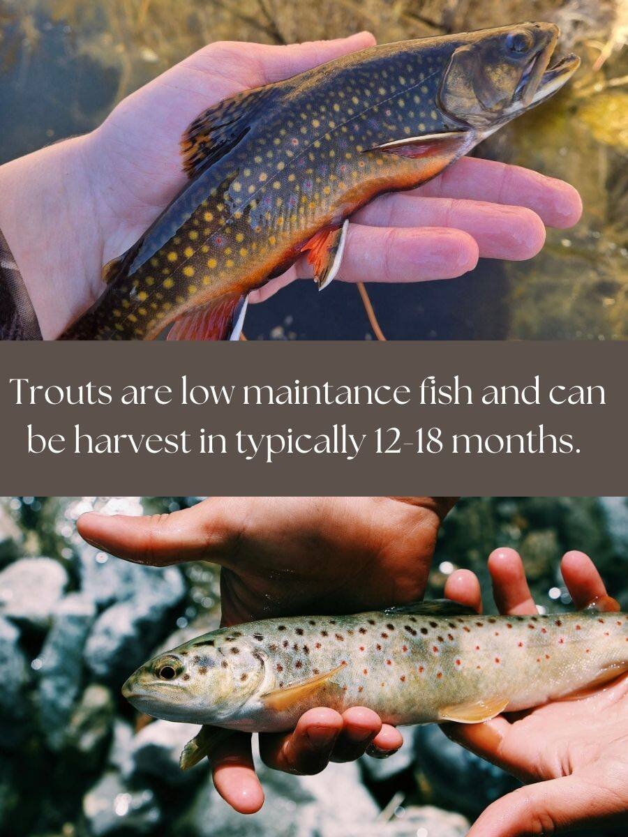 Trout-Fish