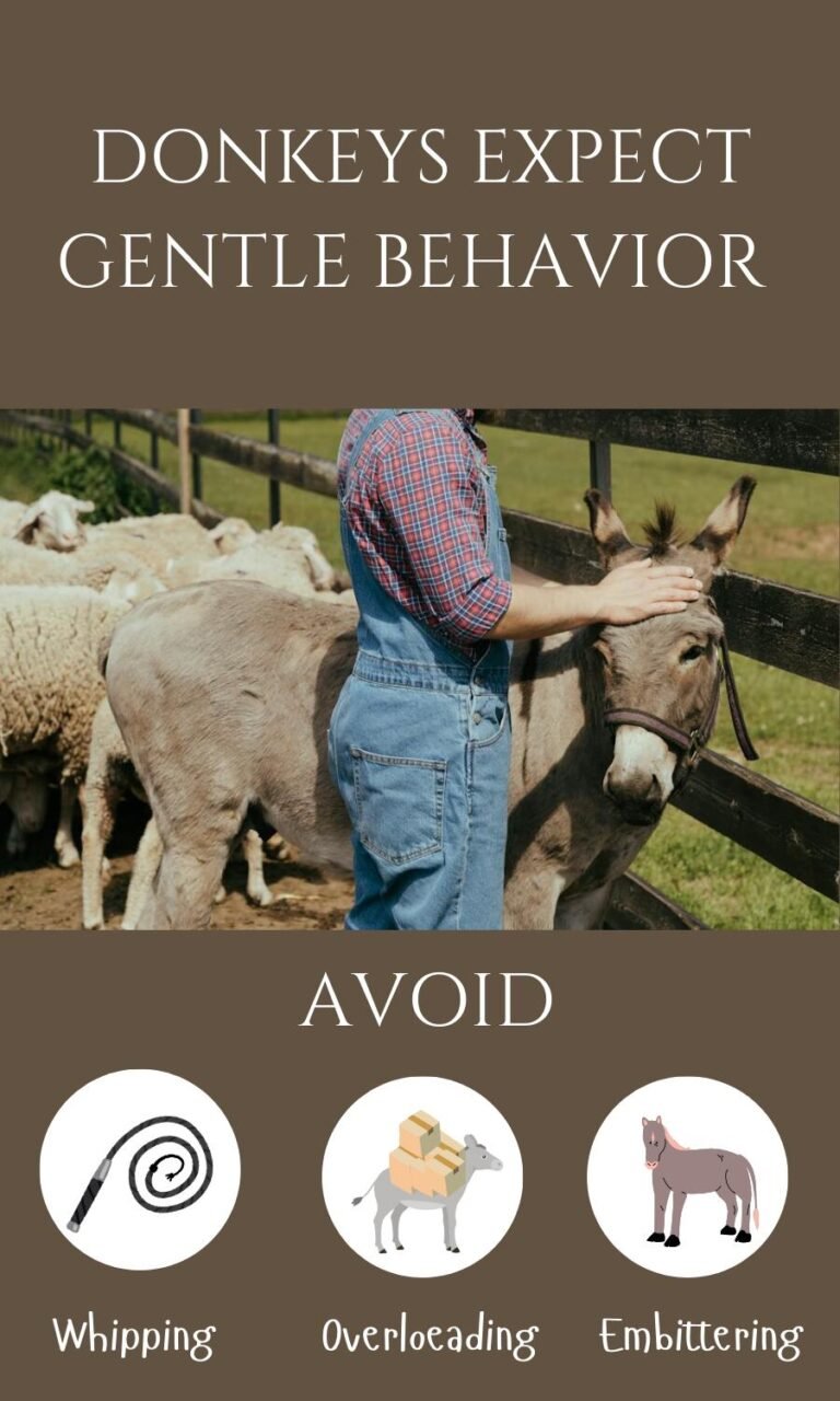 How to Train a Donkey: A Master Guide for Beginners