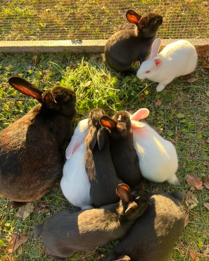 a group of rabbits in spacious net setting