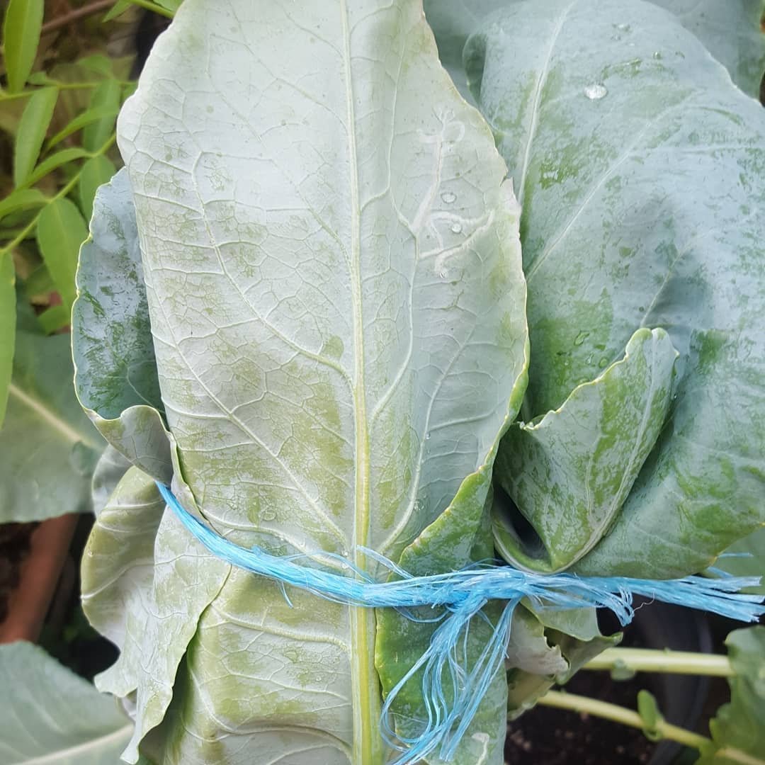 blanching cauliflower