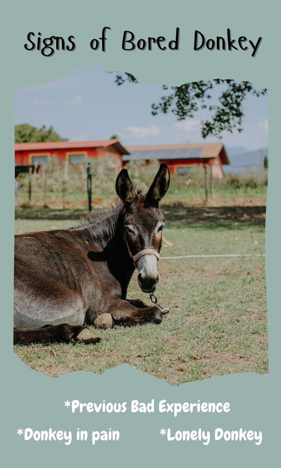 bored donkey sitting on the ground