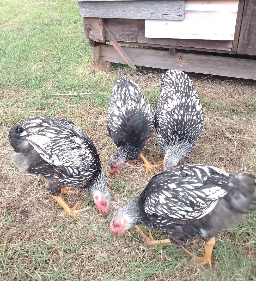 chickens-eating-from-the-ground