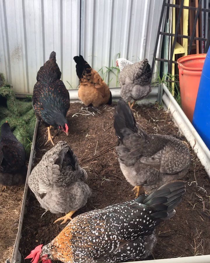 chickens outside the coop