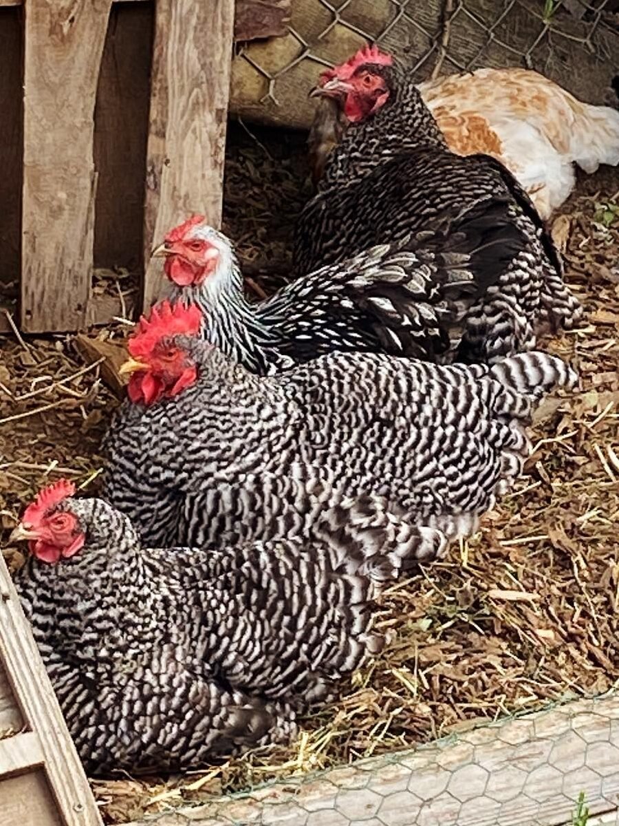 chickens-resting-in-the-coop