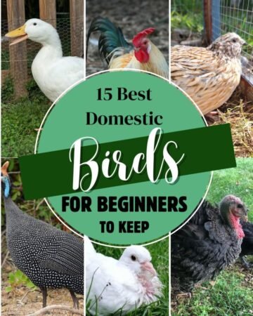 domestic birds indoors and outdoors