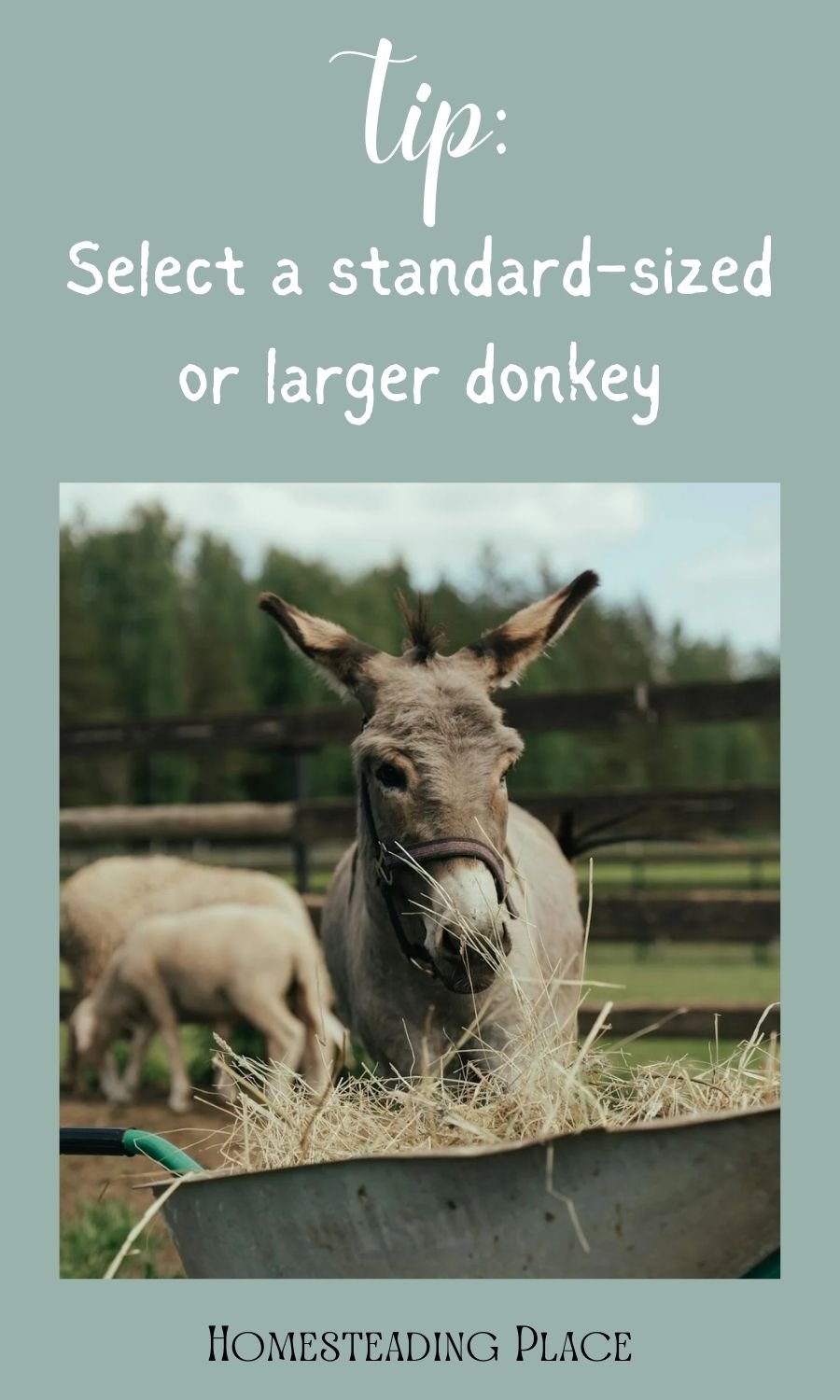 donkey eating hay around the herd