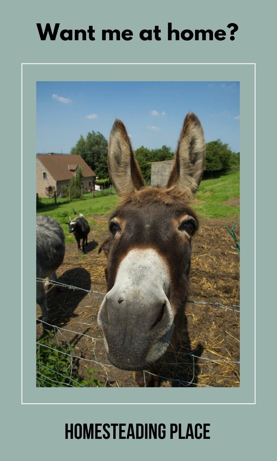 donkey looking at camera