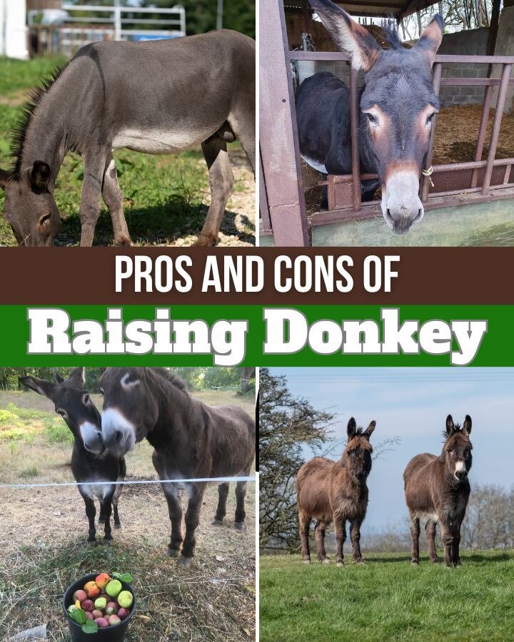 donkeys indoors and outdoors