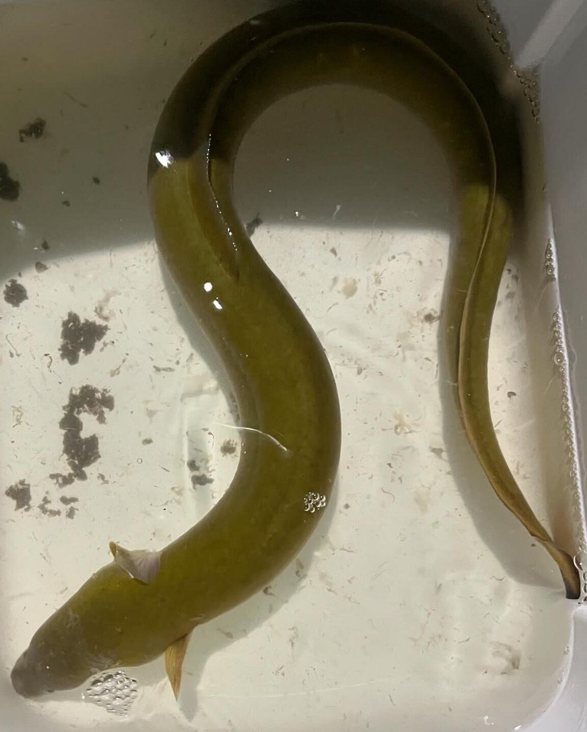 eel-fish