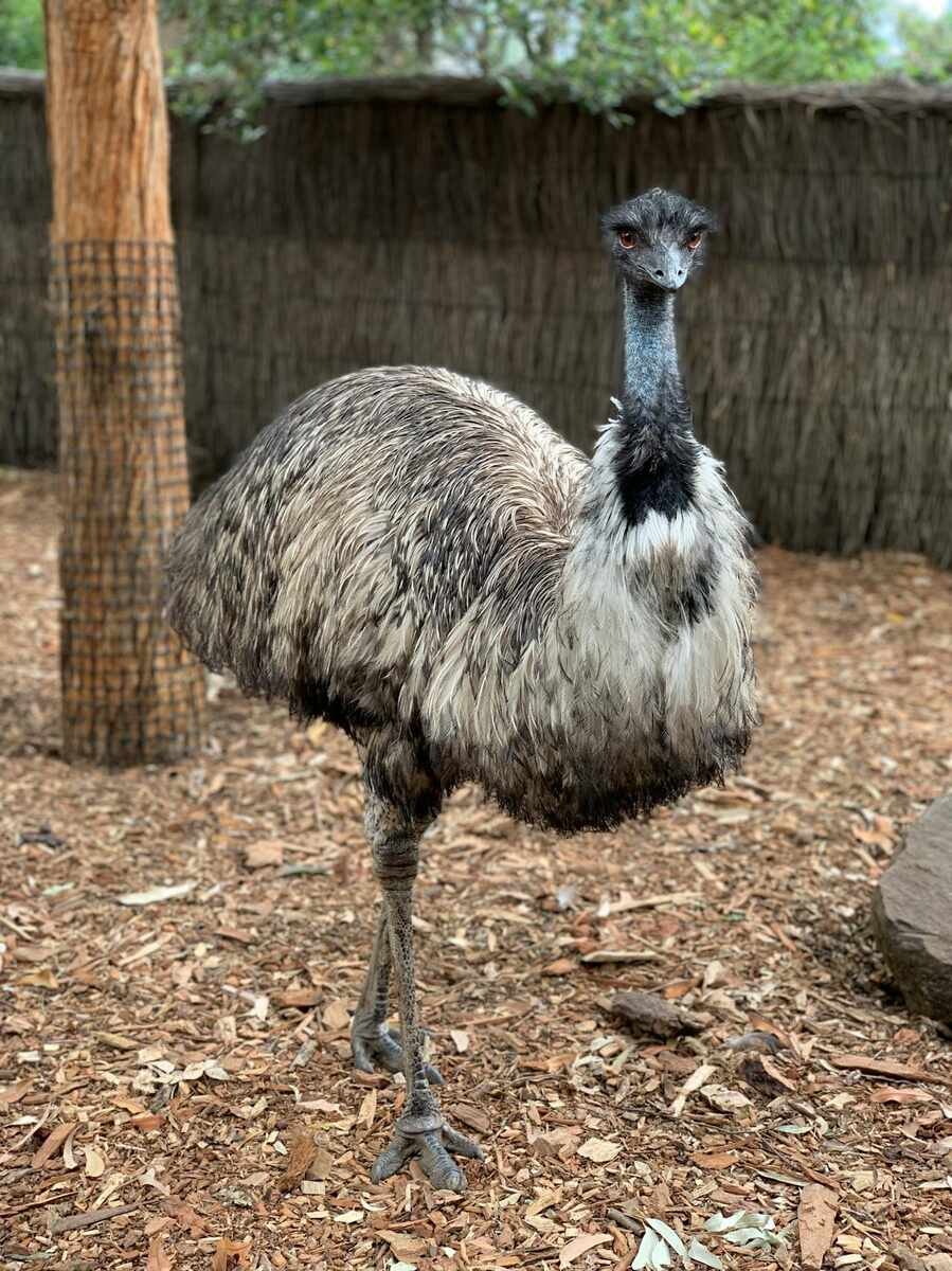 emu