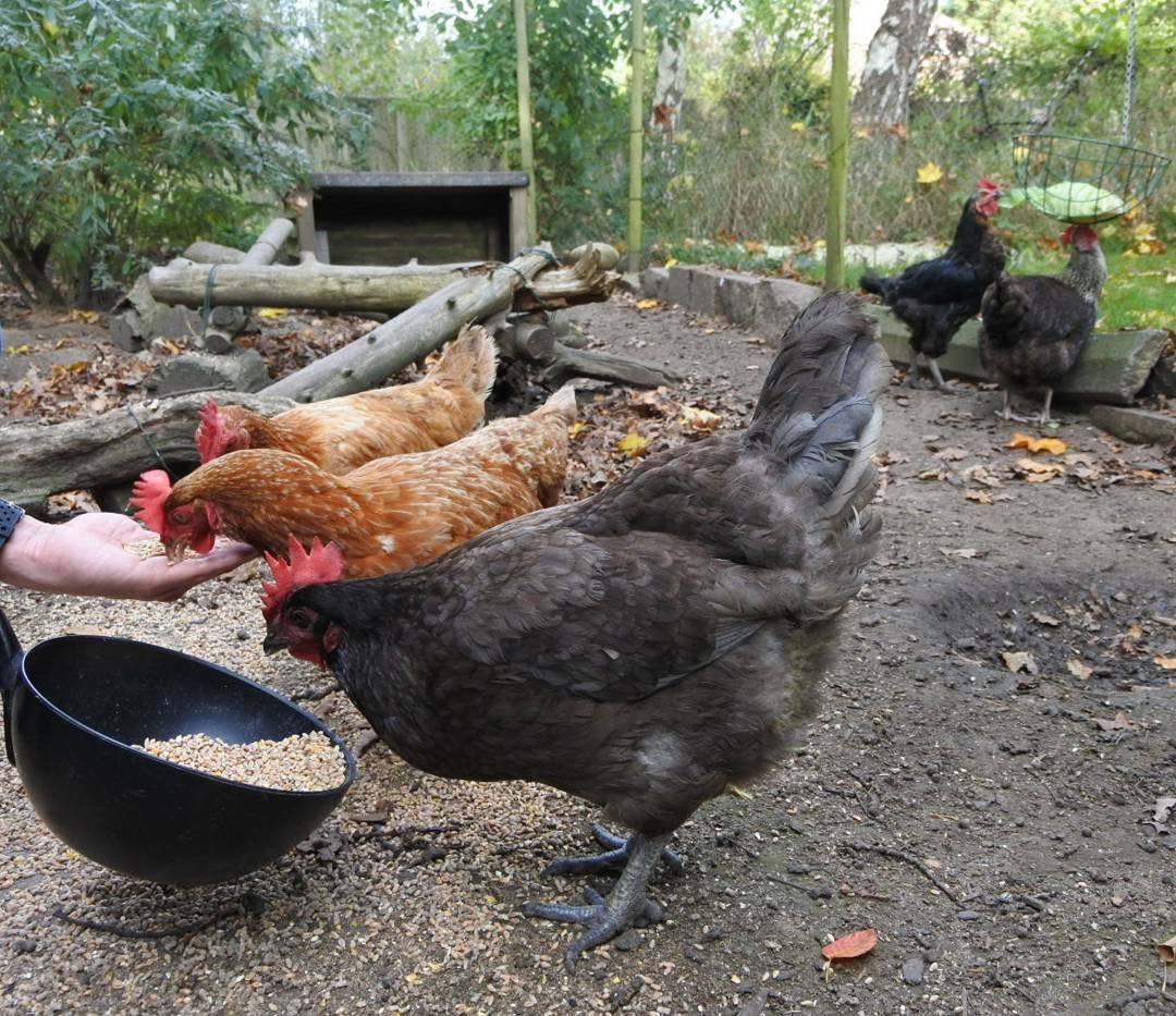 Raising-chickens-for-meat-in-a-small-coop