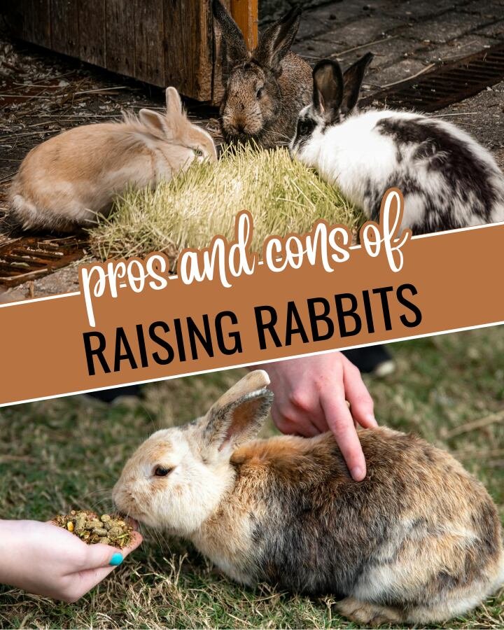 feeding rabbits at farm