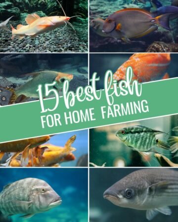 fish for farming at home