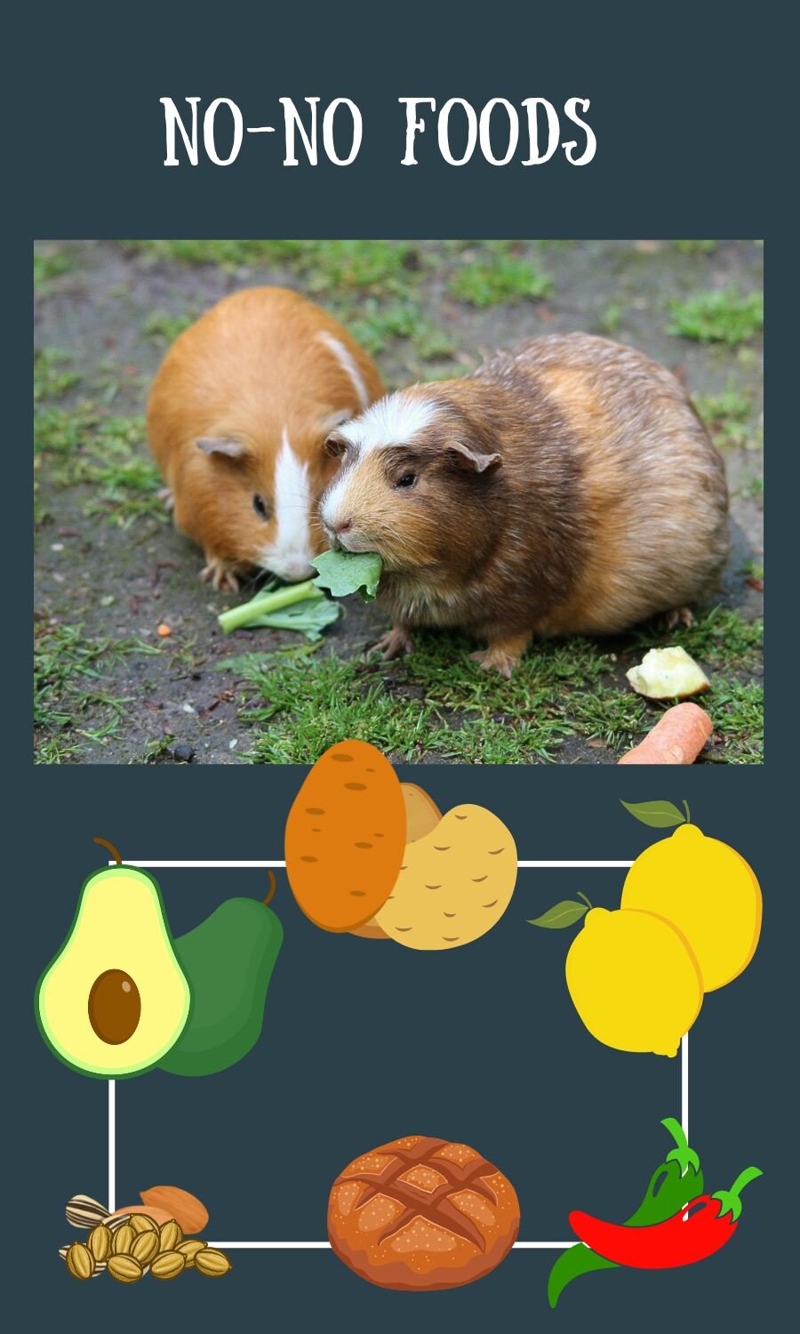 foods to avoid for guinea pigs