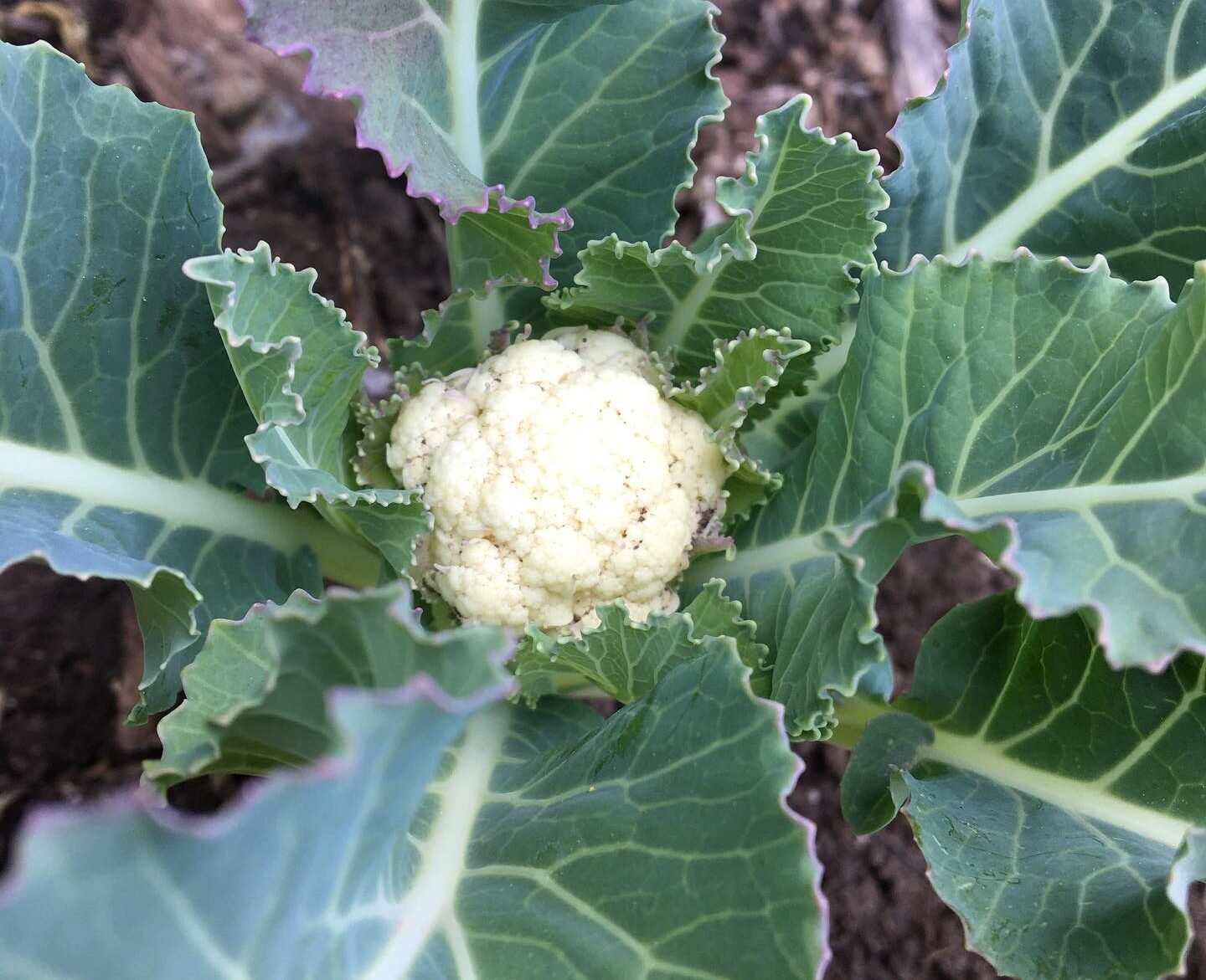 growing cauliflower in garden