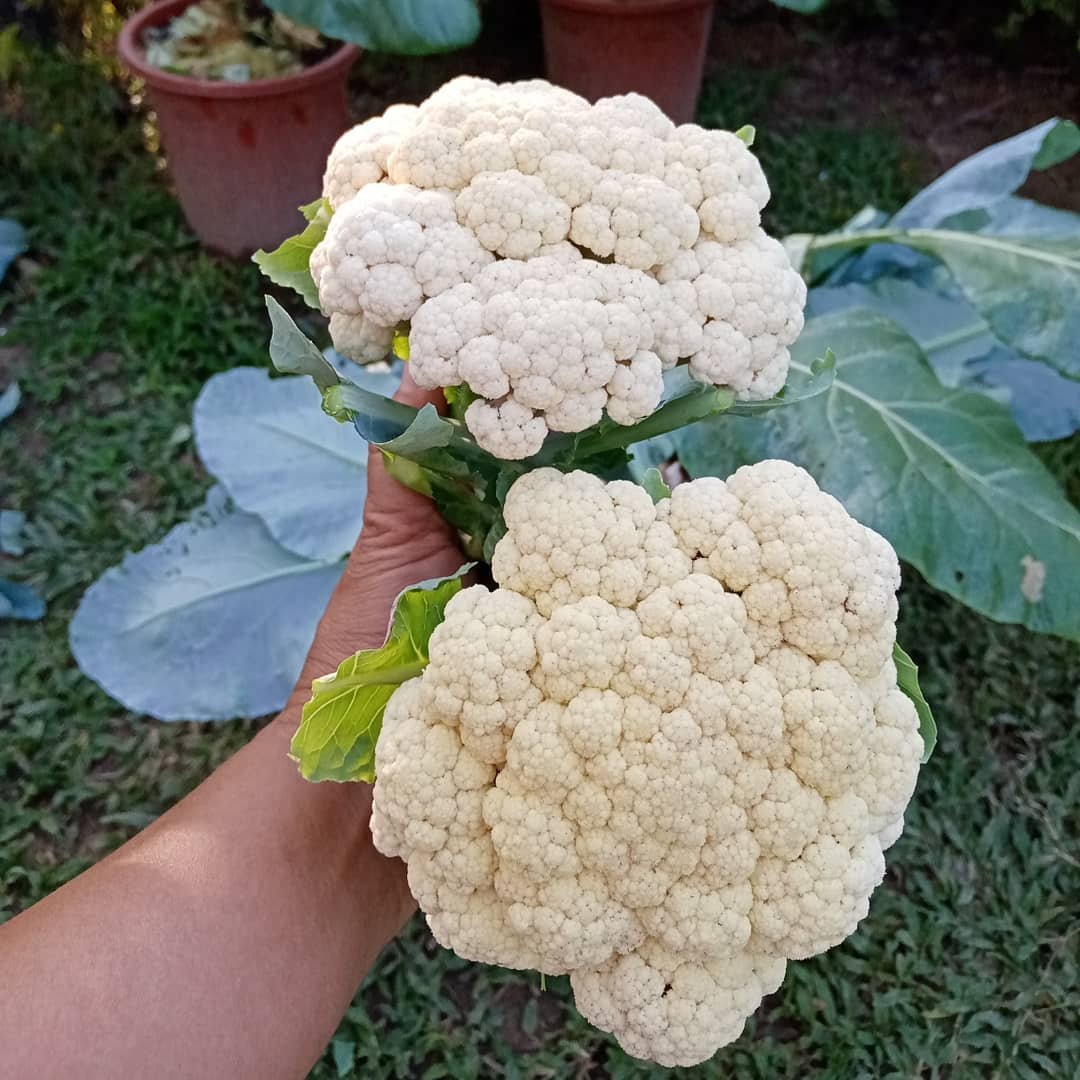 harvesting-cauliflowers