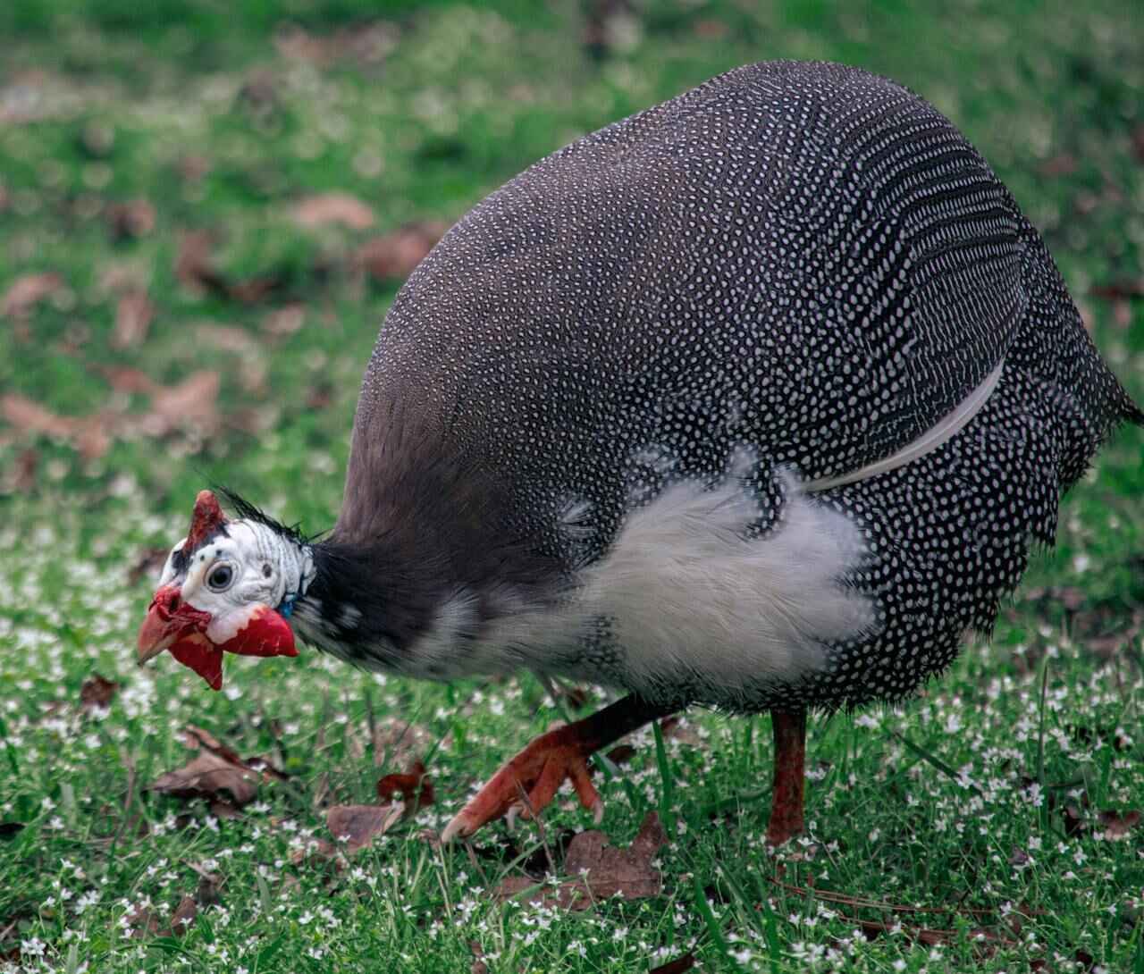 Guinea Fowl