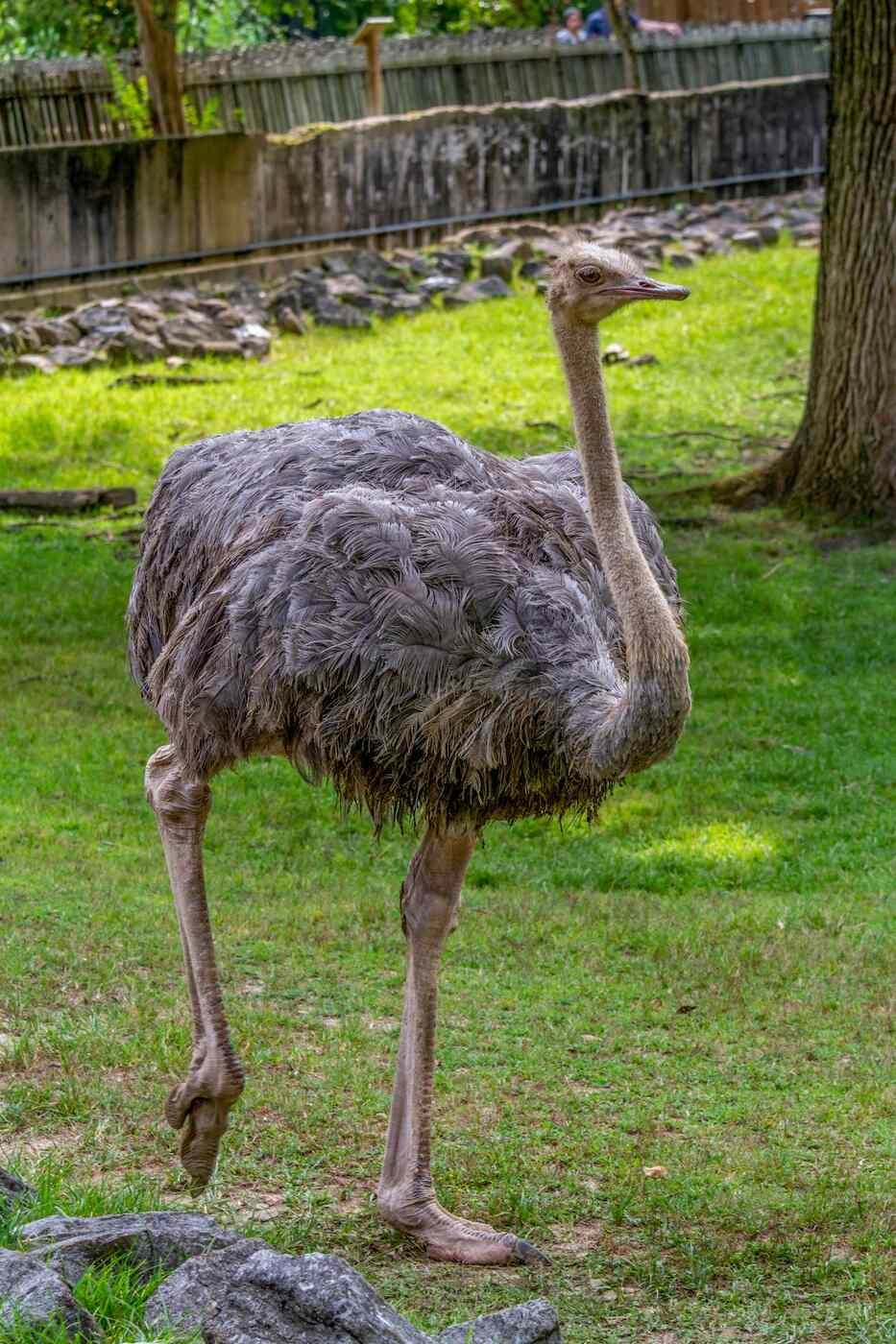 ostrich