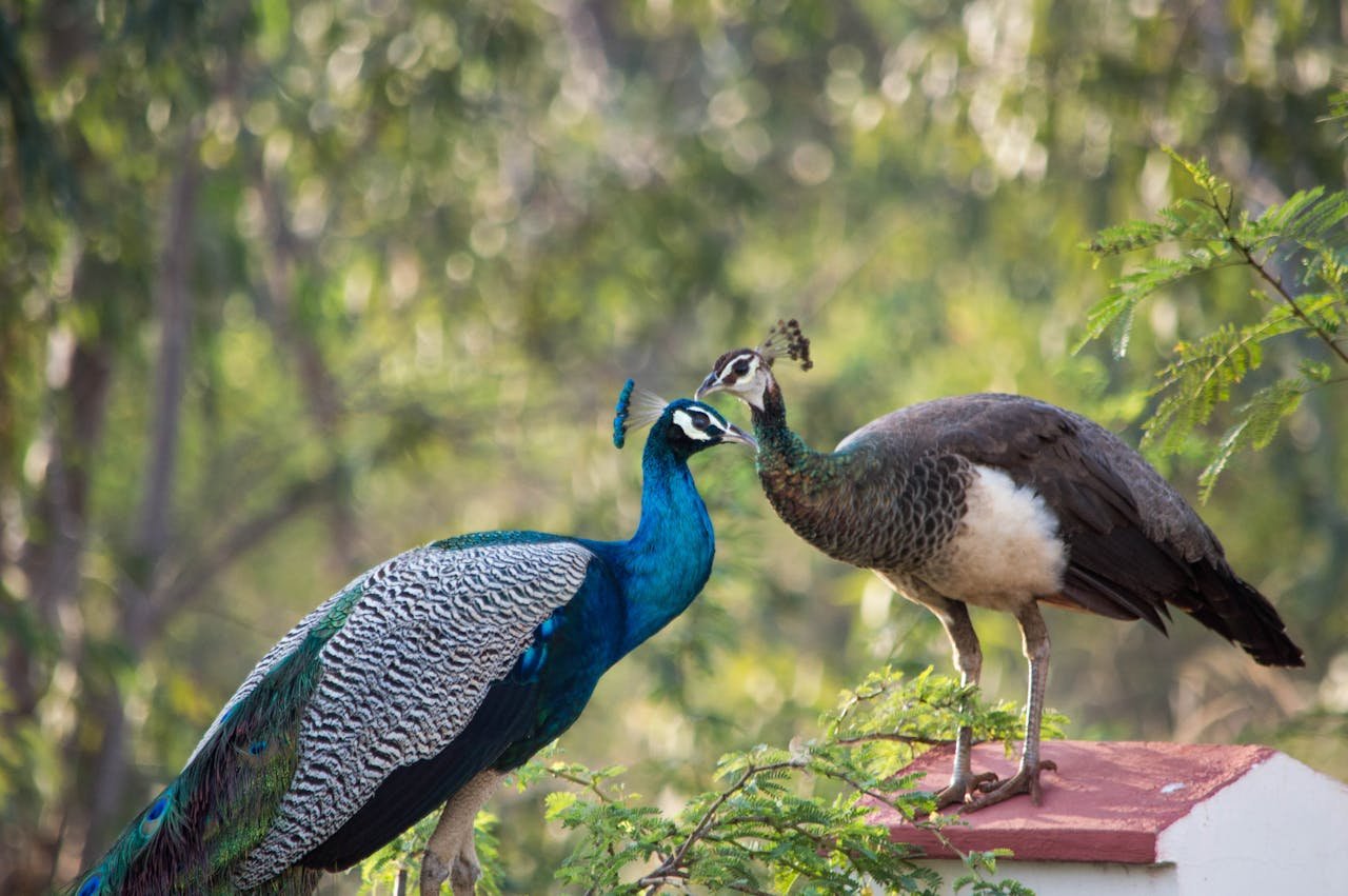 peafowls