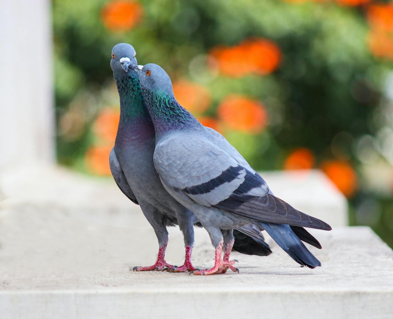 pigeons