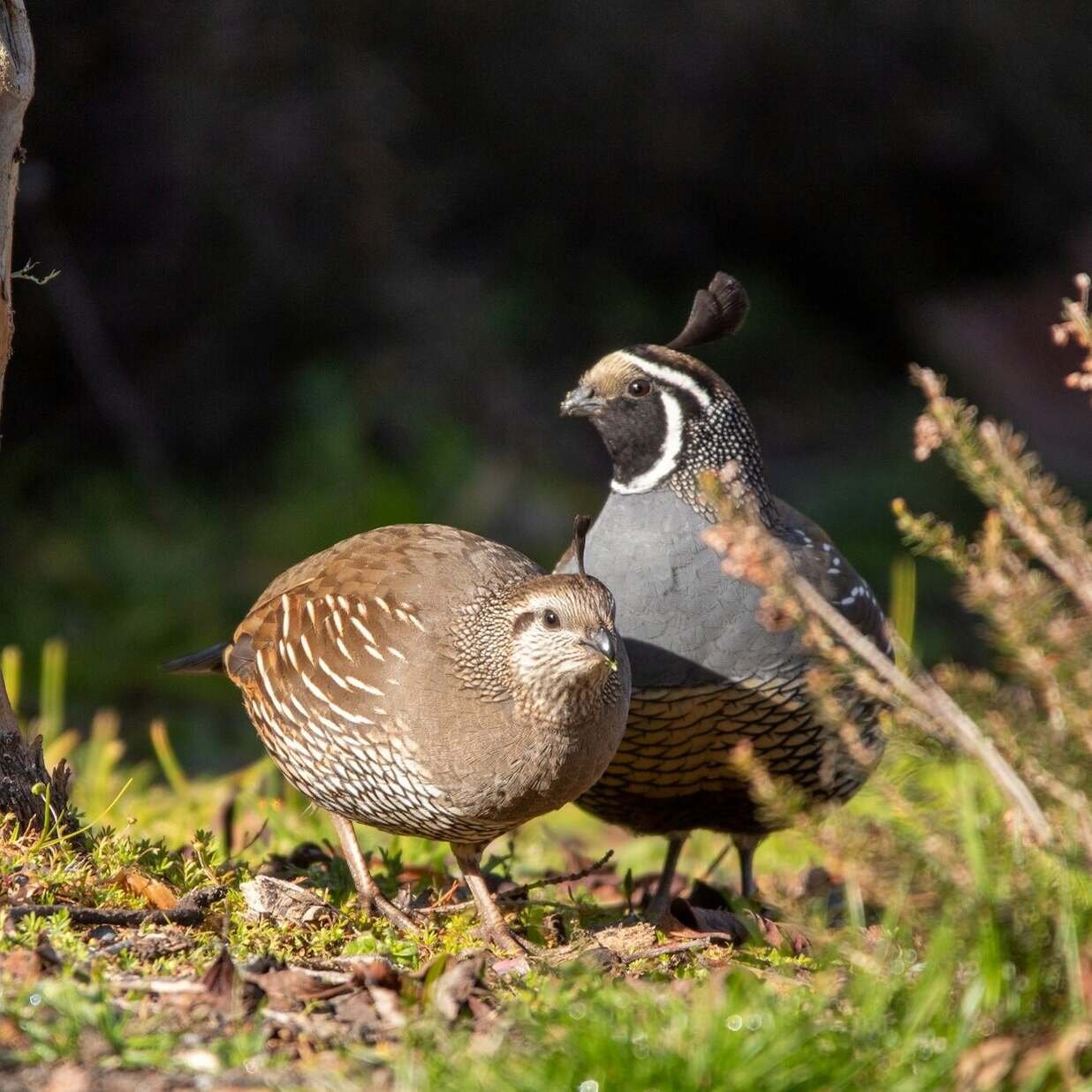 quails