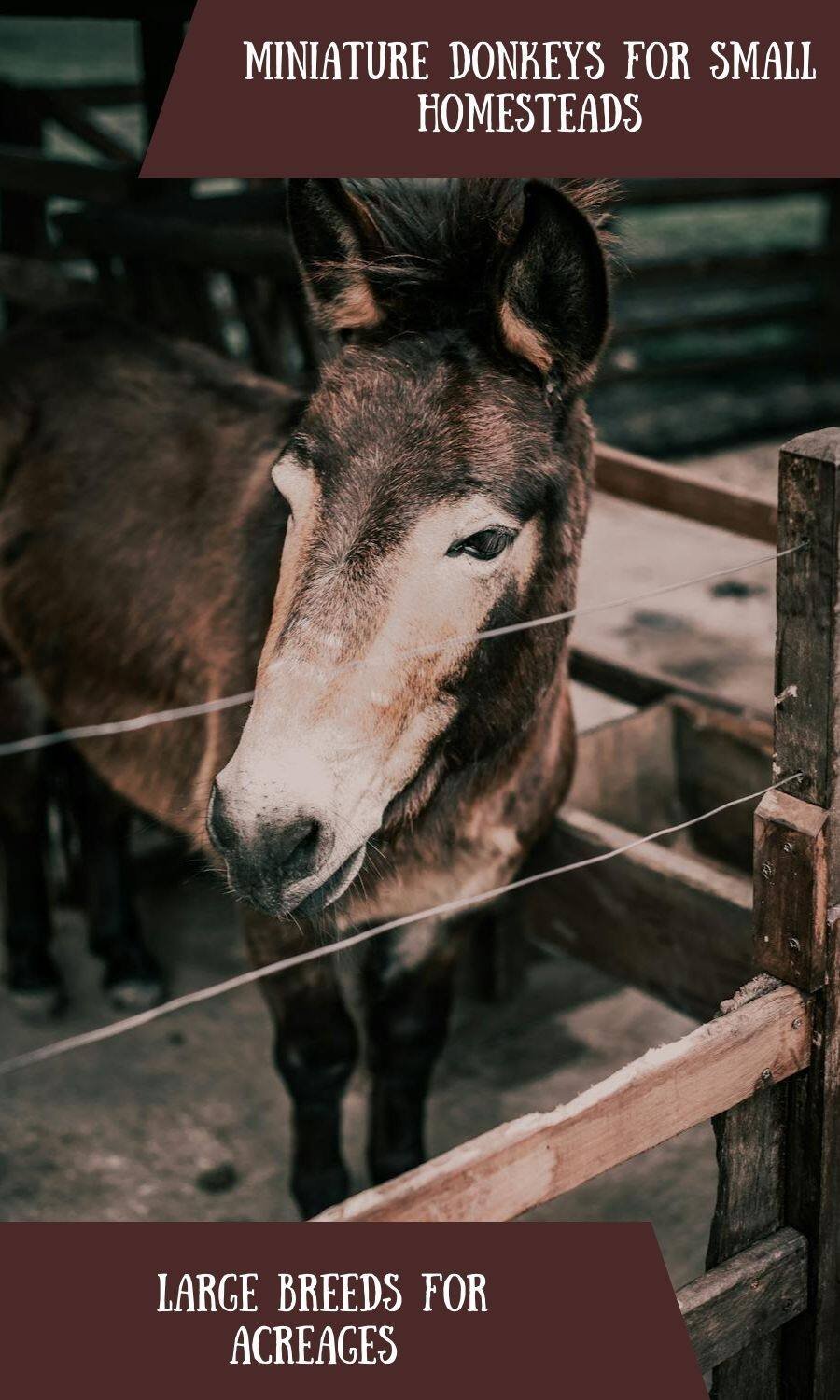 donkey in the stall