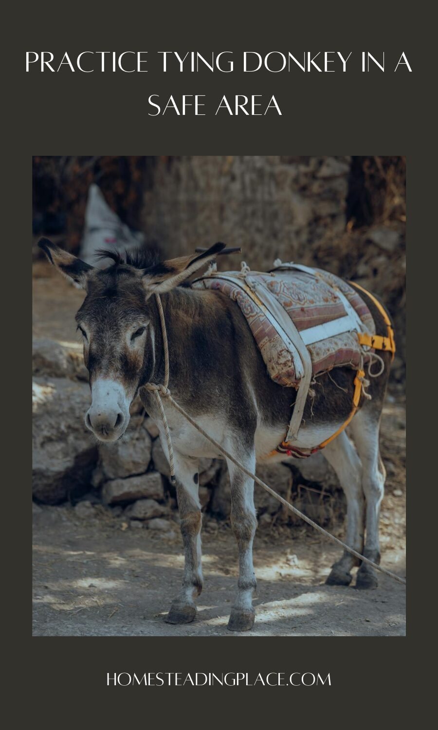 standing and tied donkey