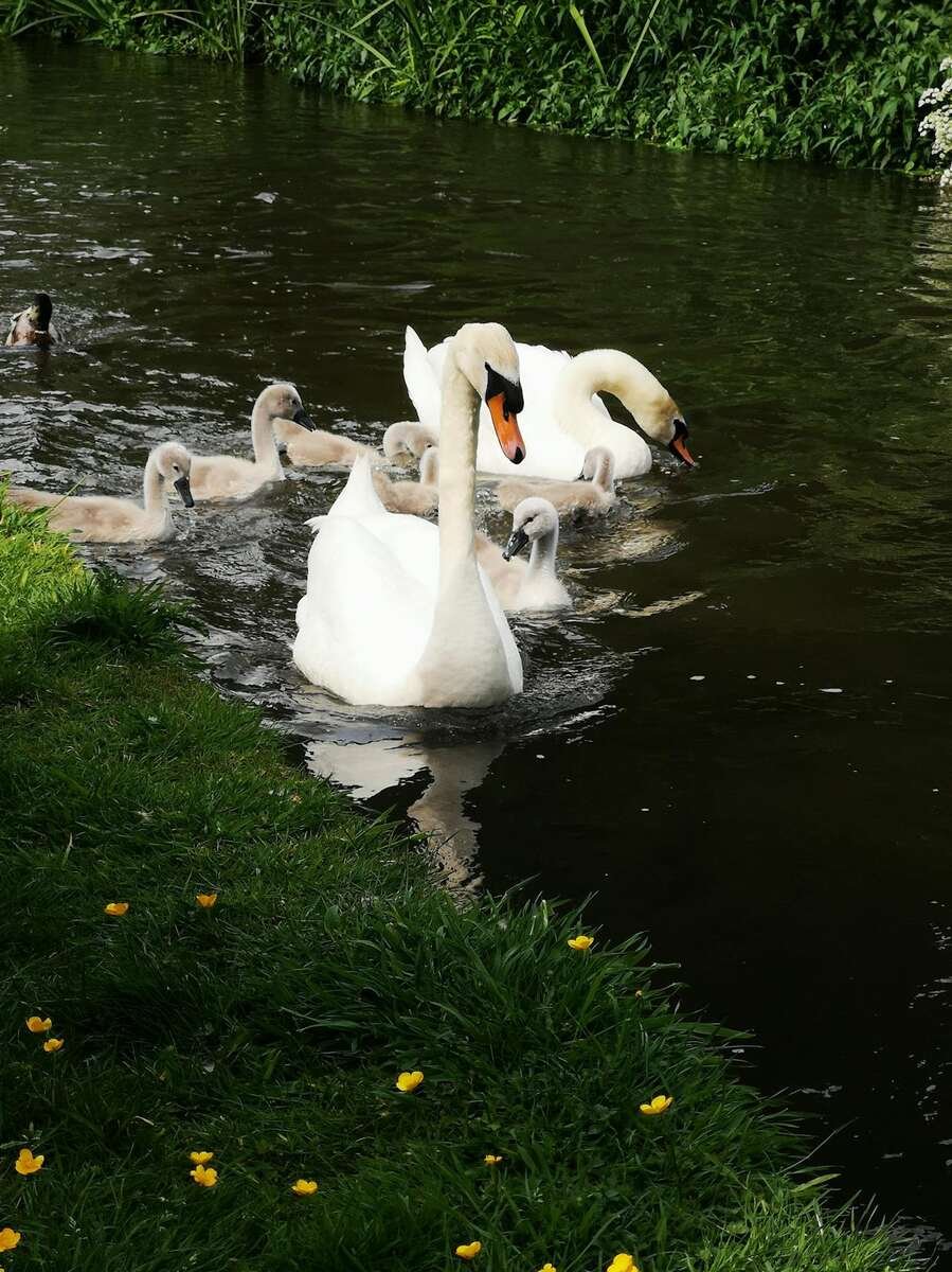 swans