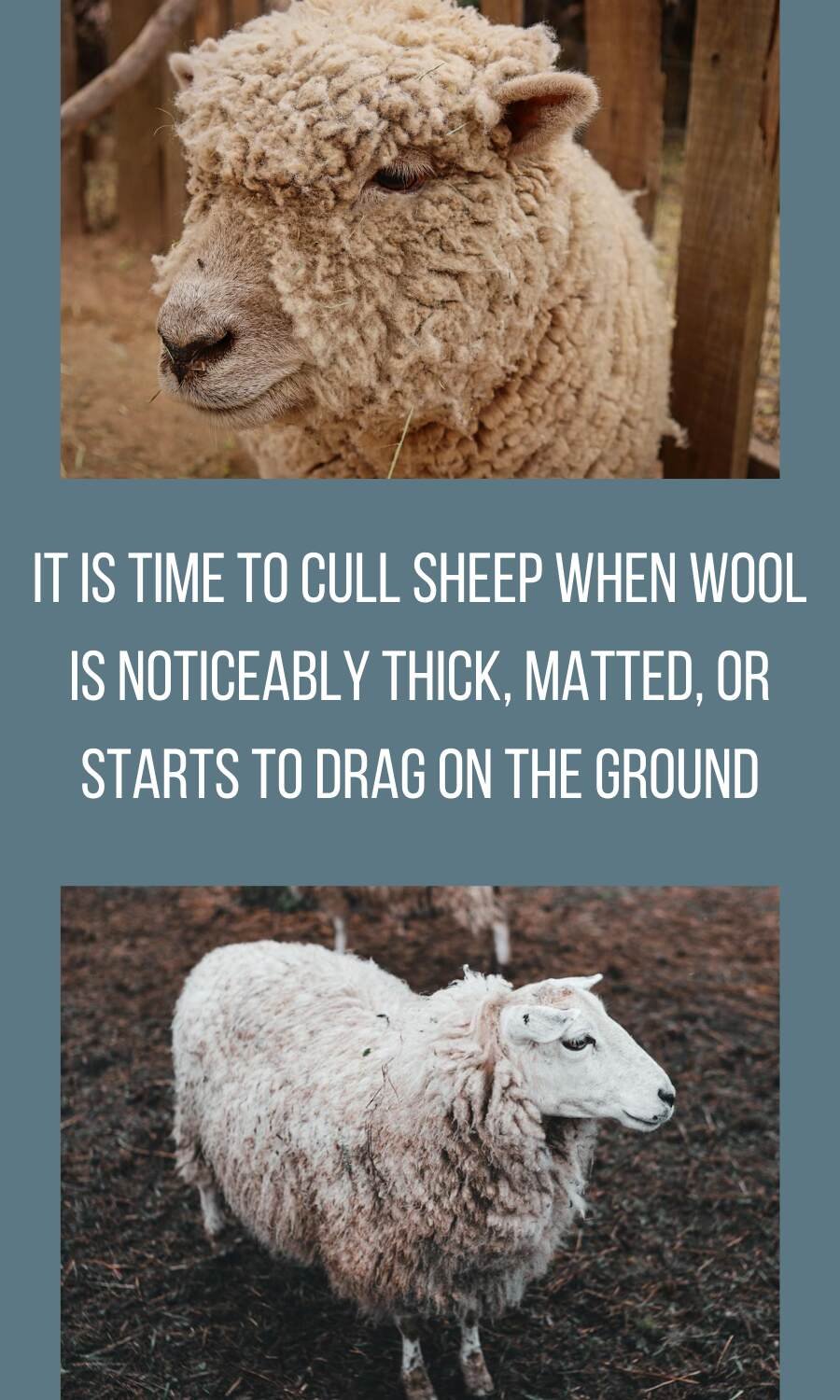 sheep with heavy wool grown over the body