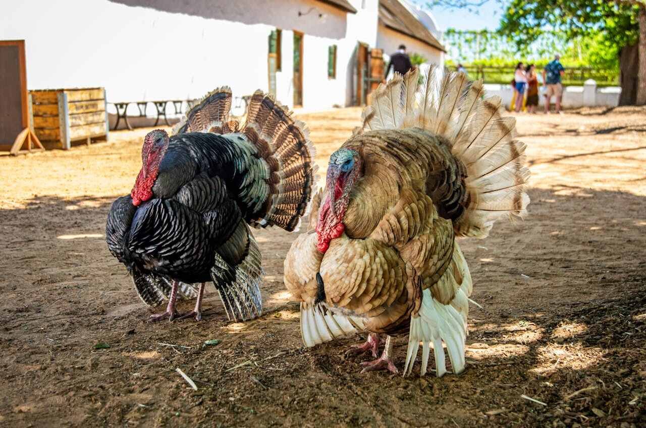 turkeys