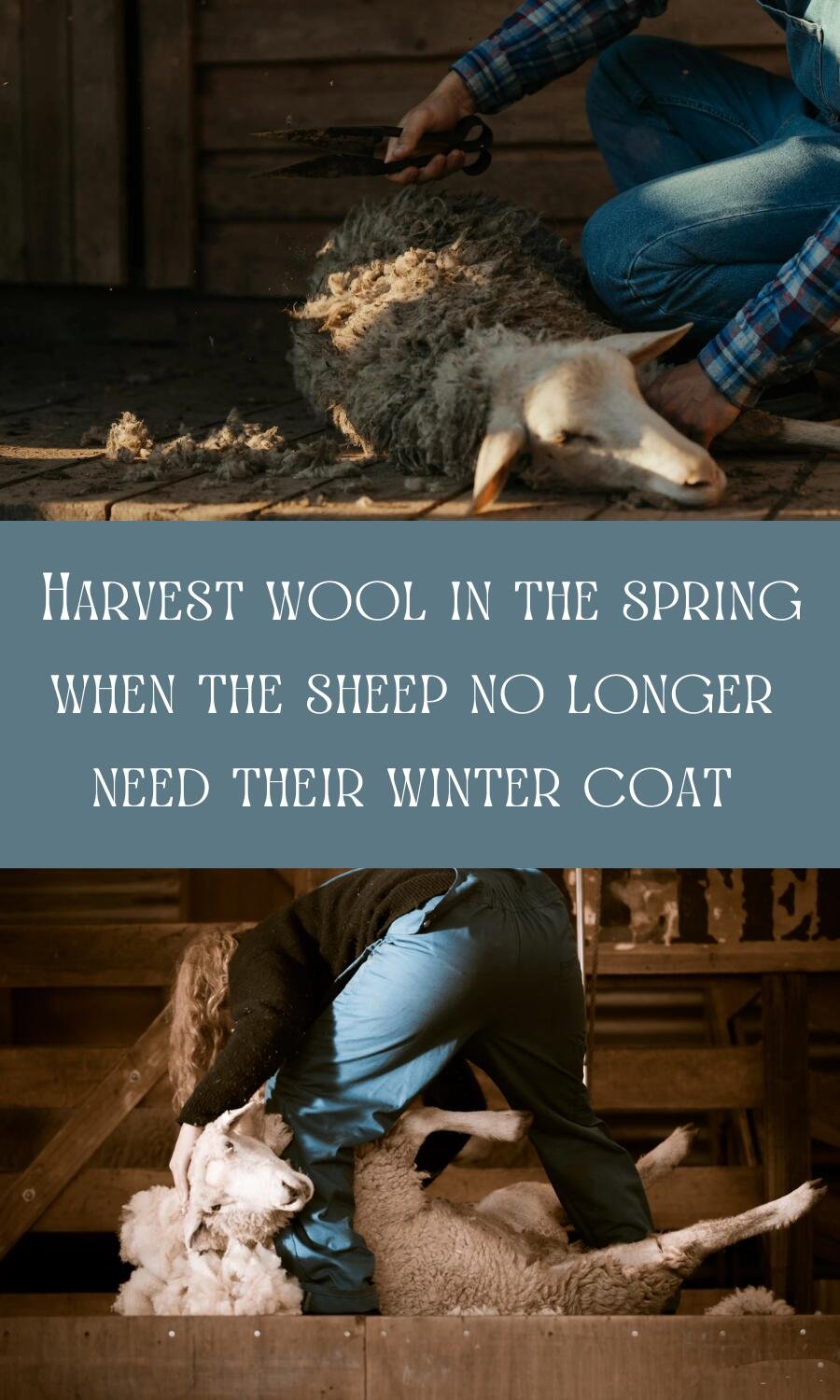 culling sheep wool indoors