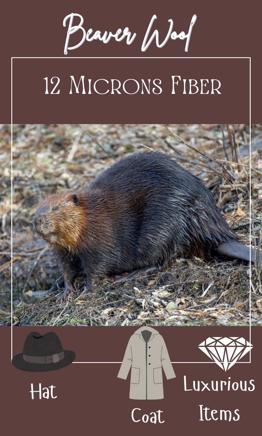 Beaver foraging in wild