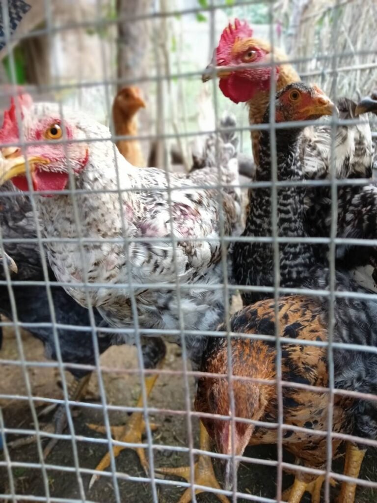 chicken under net enclosure