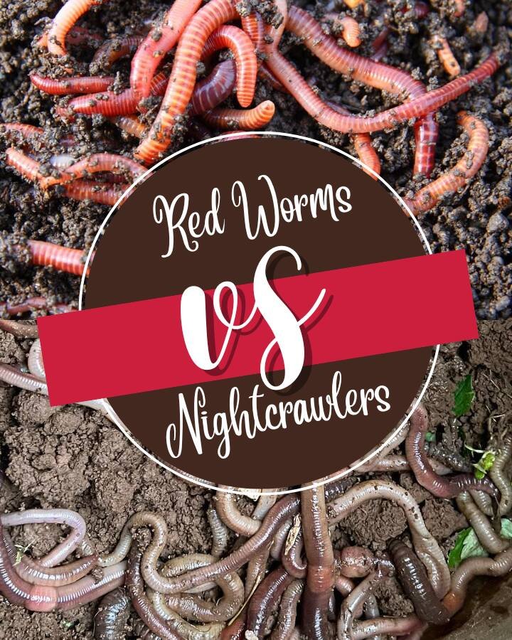 red worms and nightcrawlers in earth